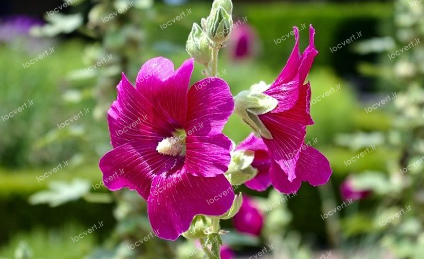 استفاده از گل ختمی، برای ابریشمی شدن مو
