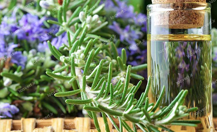 استفاده از گیاه رُز ماری، برای تقویت مو