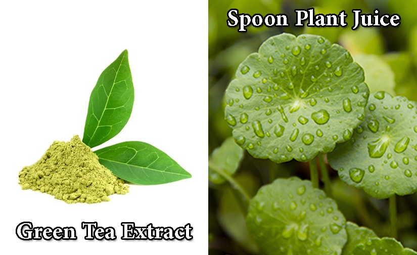 عصاره گیاه آب قاشقی و عصاره چای سبز