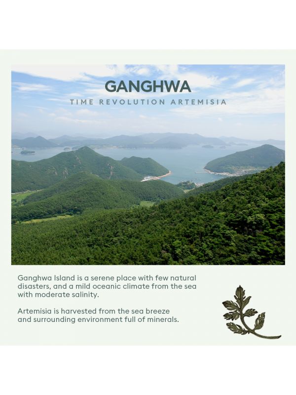 گیاه آرتمیسیا در جزیره‌ گانگهوا کره‌ جنوبی